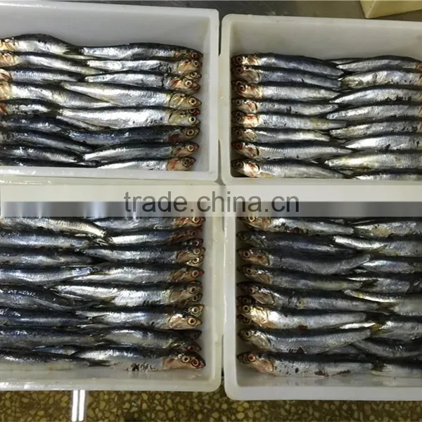 Frozen Block Anchovy photo-4