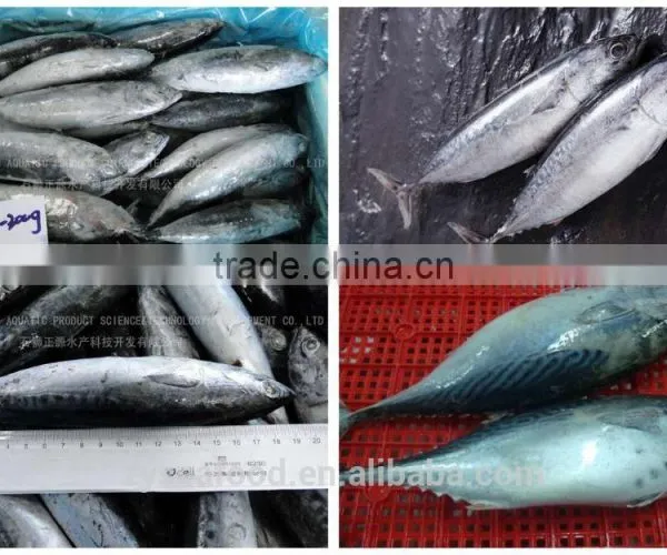 Best Price 300-500G Frozen Bonito Fish photo-3