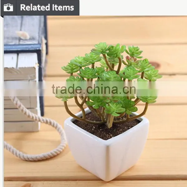Wholesale China Succulent Plants With Pots photo-3