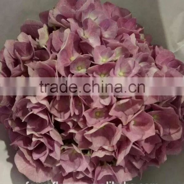 Fresh Cut Dark Pink Hydrangea Artificial Flower For Sale photo-4