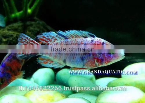 Malawi Cichlid Fish Farm For Sale and Export photo-6