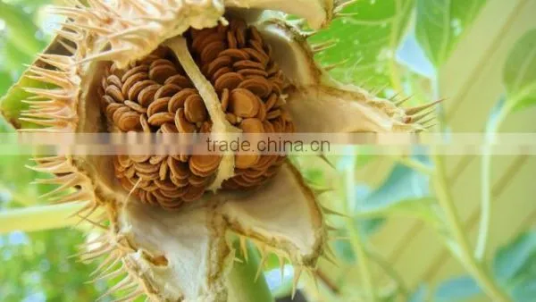 Datura Stramonium Extract photo-3
