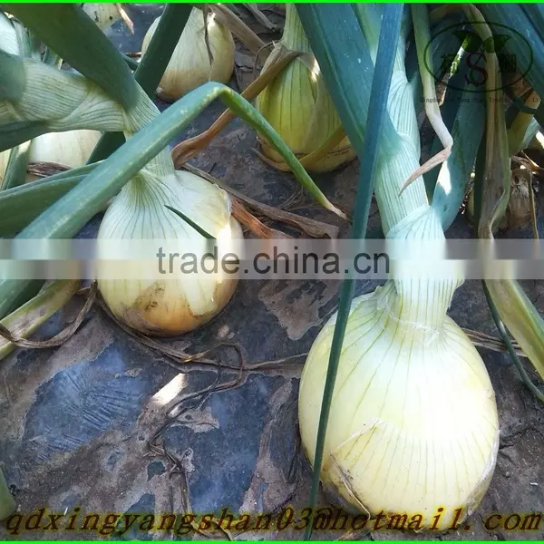 YELLOW ONIONS.(Preferential Booking) photo-2