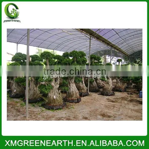 Ficus Microcarpa Multiroots (1)
