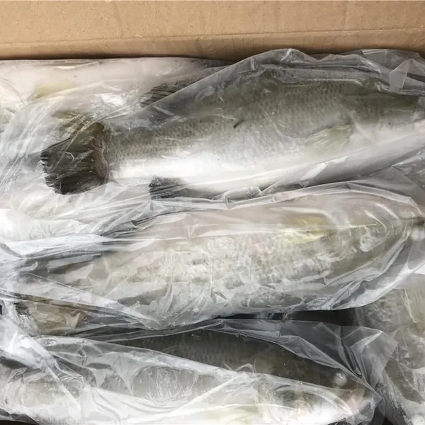 Frozen Barramundi photo-4
