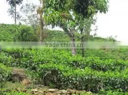 Suvimie Ceylon Ruhunu Black Tea photo-2
