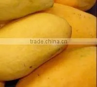 Fresh Mango From Pakistan With Approved EU Quality Standards photo-4
