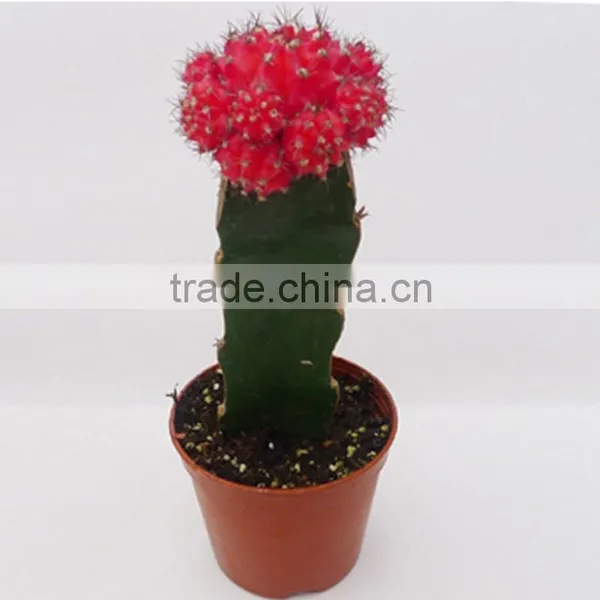 Mini Colorful Indoor Plant photo-3