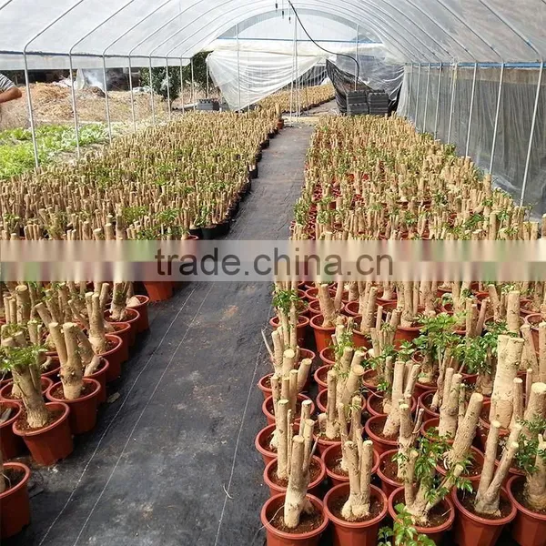 Factory Price Money Plant Tree Exotic Flowers photo-4