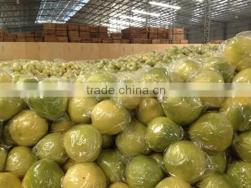 Late Honey Pomelo photo-4