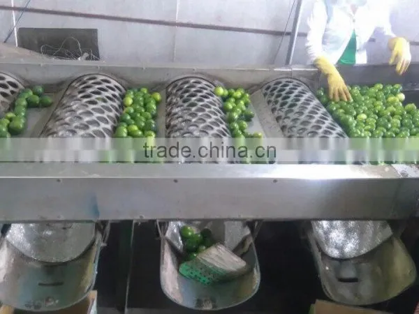 Vietnam Fresh Lime photo-2