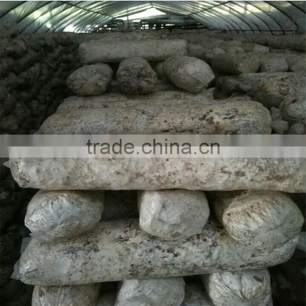 2016 Shiitake Mushroom Log,Shiitake Mushroom Oak Log For Sale photo-5
