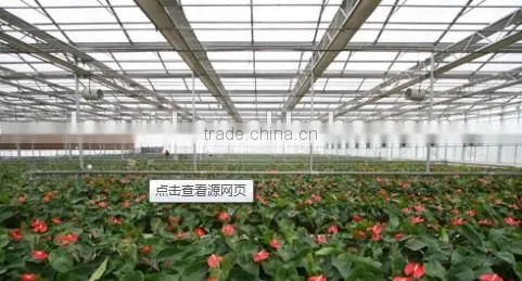 Greenhouse Sheet photo-4