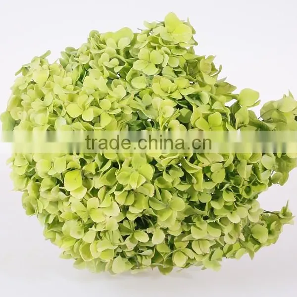 Wholesale Organic Fresh Cut Decorative Colorful Flowers Perfect For Mother's Day Hydrangea Flower photo-5