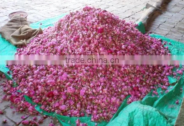 Indian Rose Oil Pure Fresh