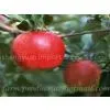 Gala Apple,fresh Gala Apple,Chinese Gala Apple Supplier