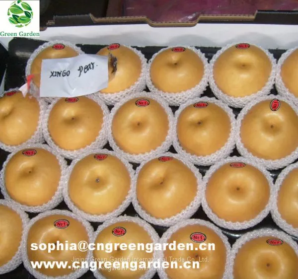 Fresh Brown Pear Fengshui Pear Xingao Pear Ai Dang Pear