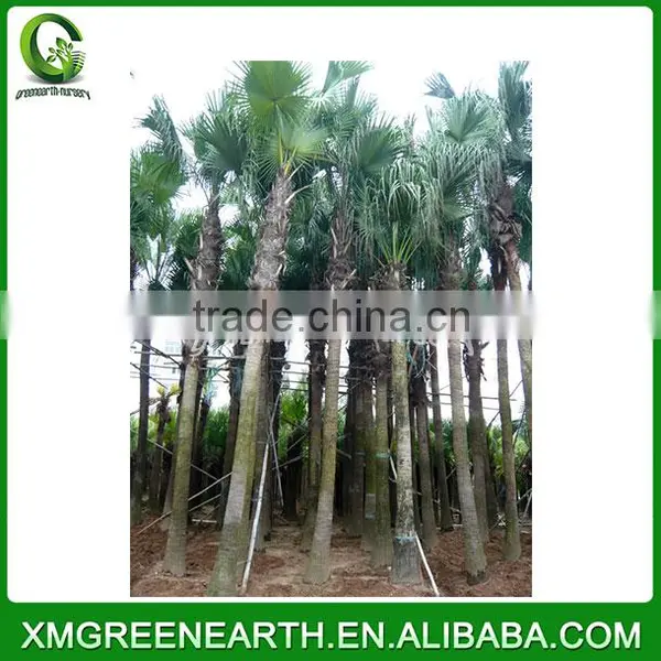 Livistona Chinensis Palms High Trunk (4) photo-2