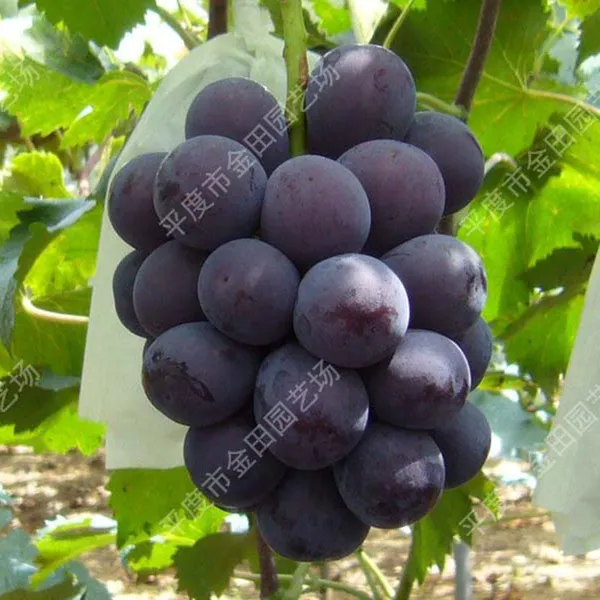 Kyoho Grape Seedling Grape Vines