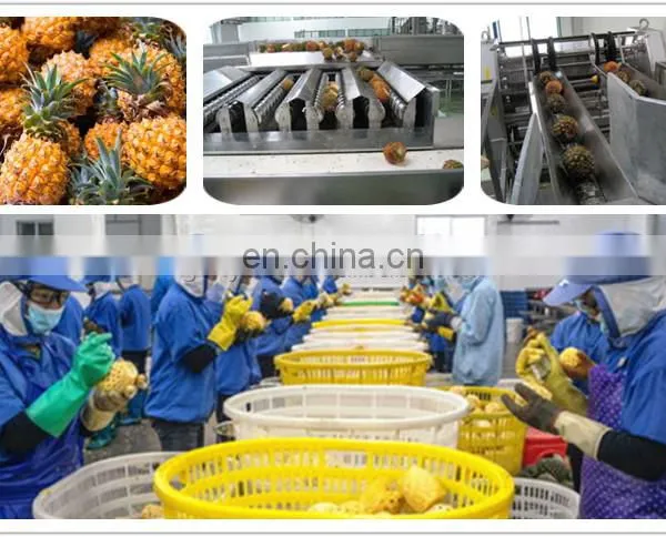 CHINA Factory Vegetable Processing Line Vegetable Production Line Fruit and Vegetable Deep Processing Production Line photo-3