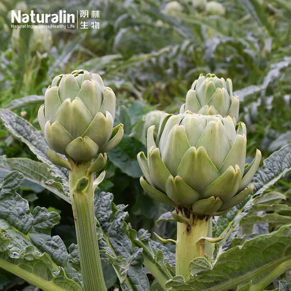 Artichoke Extract photo-5