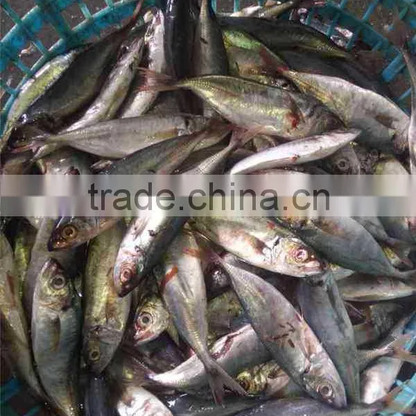 HACCP EU Frozen Horse Mackerel From Pacific Ocean photo-5