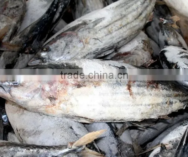 Salt Water Frozen Skipjack Tuna Fish photo-4