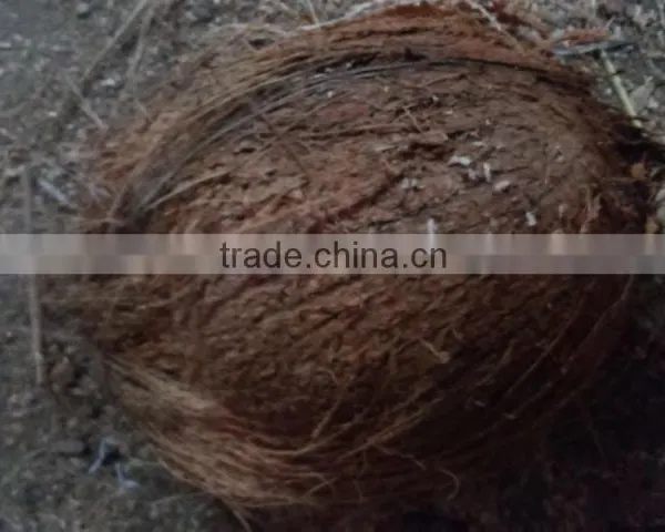 Semi Husked Coconut