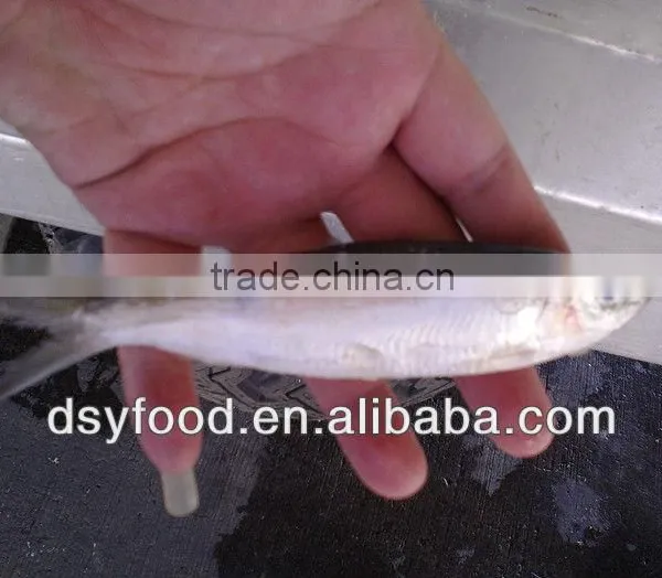 Frozen Fresh Sardine Fish for Canned Fish photo-3