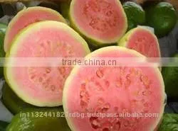 Pink ,White Guava Export in India photo-6