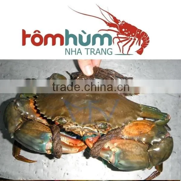 LIVE Egg Mud Crab Vietnam, Female Mud Crab
