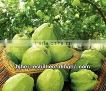 Guava Pulp