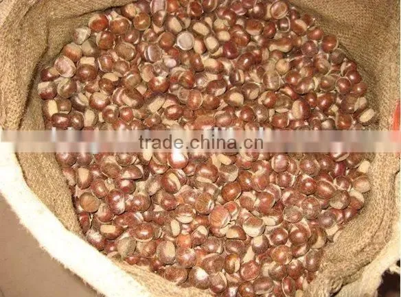 Supply Dried Chestnut With Good Quality for Sale photo-5