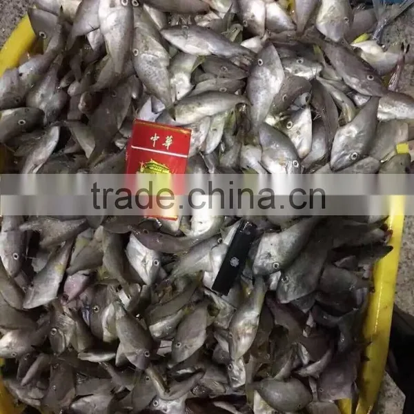 Fresh Leather Jacket 45-50pcs/kg photo-5