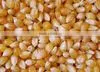 MAIZE photo-5
