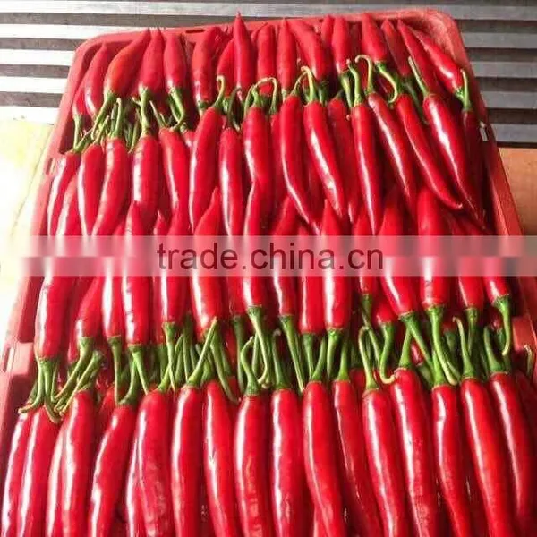 DALAT FRESH RED CHIILI photo-4