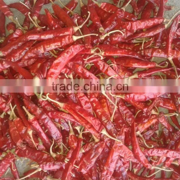 Red Chilli photo-3