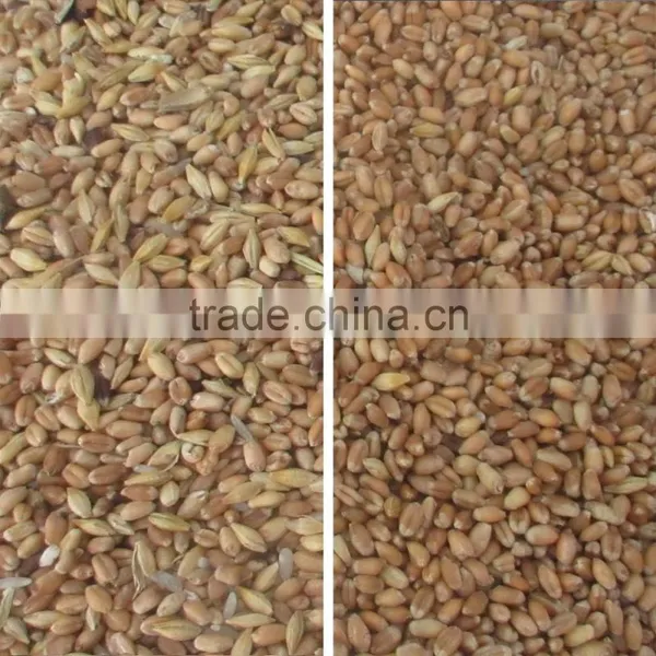 ZRWS High Quality Xinjiang Wheat Color Sorter With Competitive Price photo-4