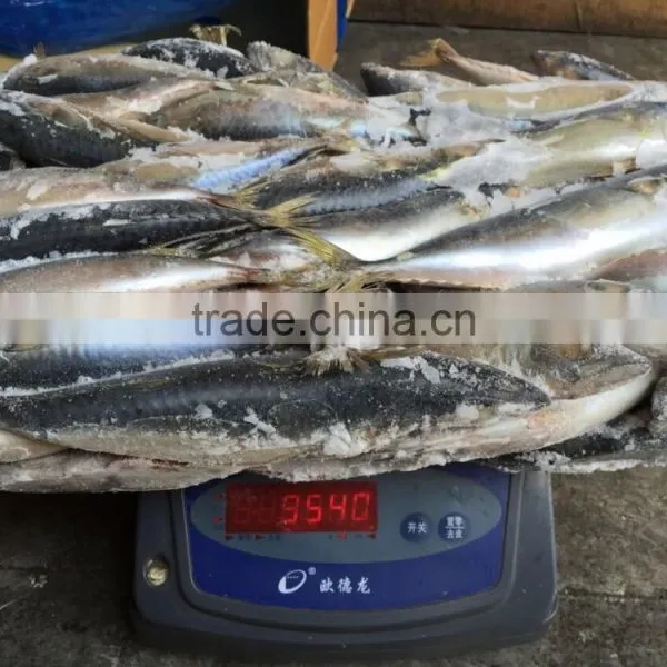 Frozen Pacific Mackerel photo-2