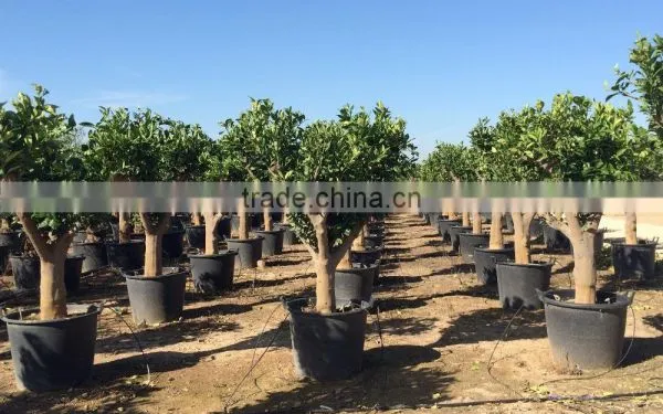 Mandarine Tree - Citrus Reticulata photo-6