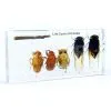 QF Educational Embedded Specimen Plastomount Teaching Specimen - Life Cycle of Cicada