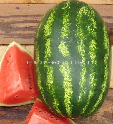 High Disease Resistance Oval Shape Hybrid Watermelon Seeds for Growing photo-2