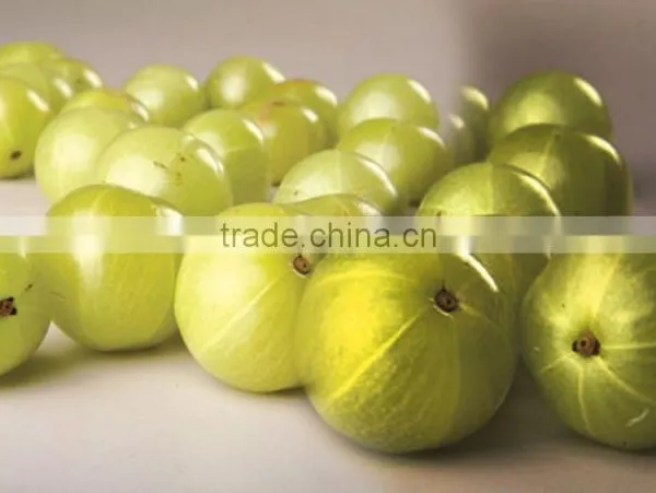 Organic & Purest Amla Powder Bulk Producers photo-2