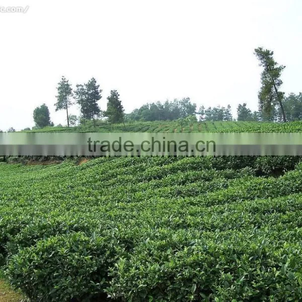 Factory Directly Provide China Supplier Green Tea 4011 AAA photo-4
