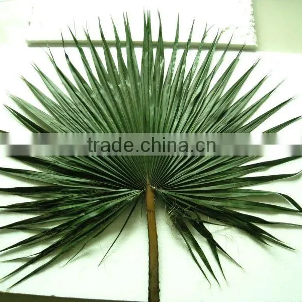 Circle Preserved Palm Leaf