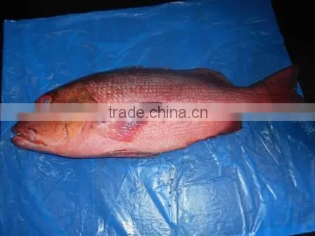 RED SNAPPER photo-6