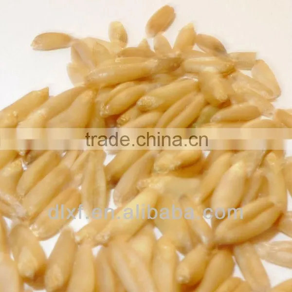 Oat/peeless Oat photo-2