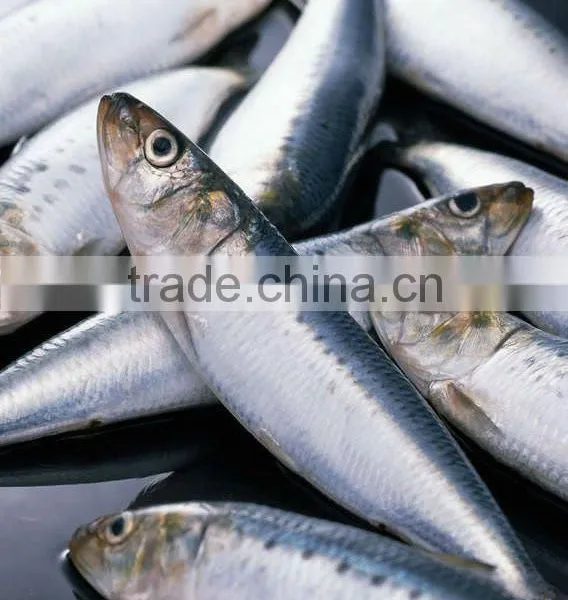 Sardine
