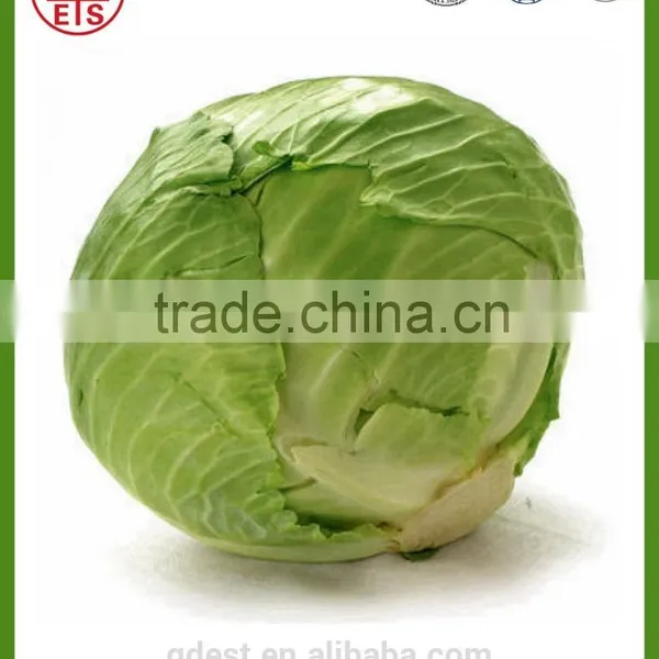 Chinese High Quality Fresh Green Cabbage photo-5
