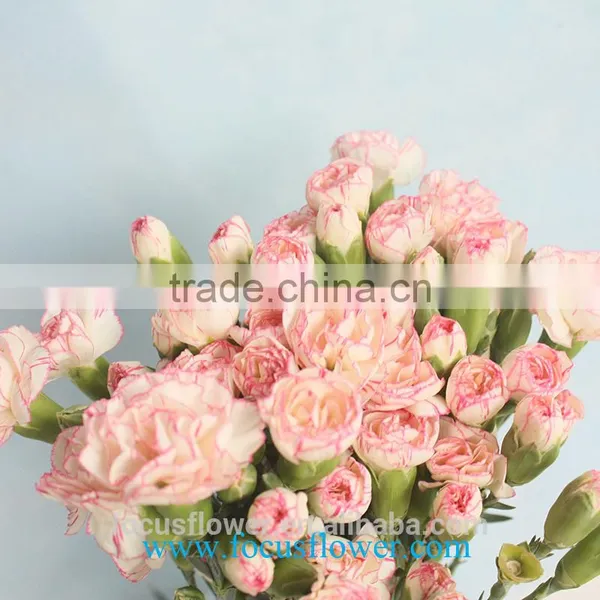 Various Carnation Flower High Quality Fresh Cut Carnation Flowers From Yunan Kunming photo-4
